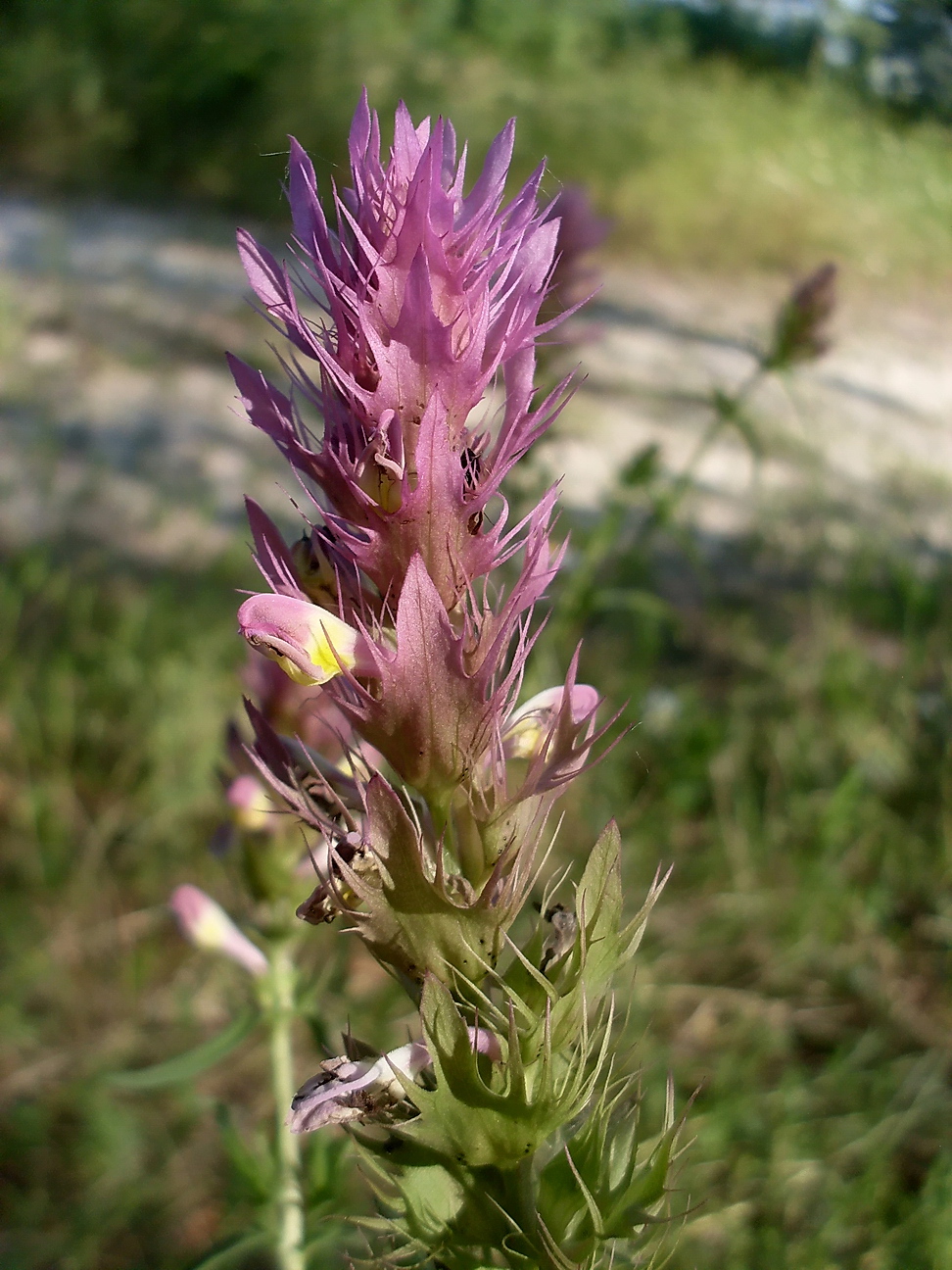 Image of Melampyrum arvense specimen.