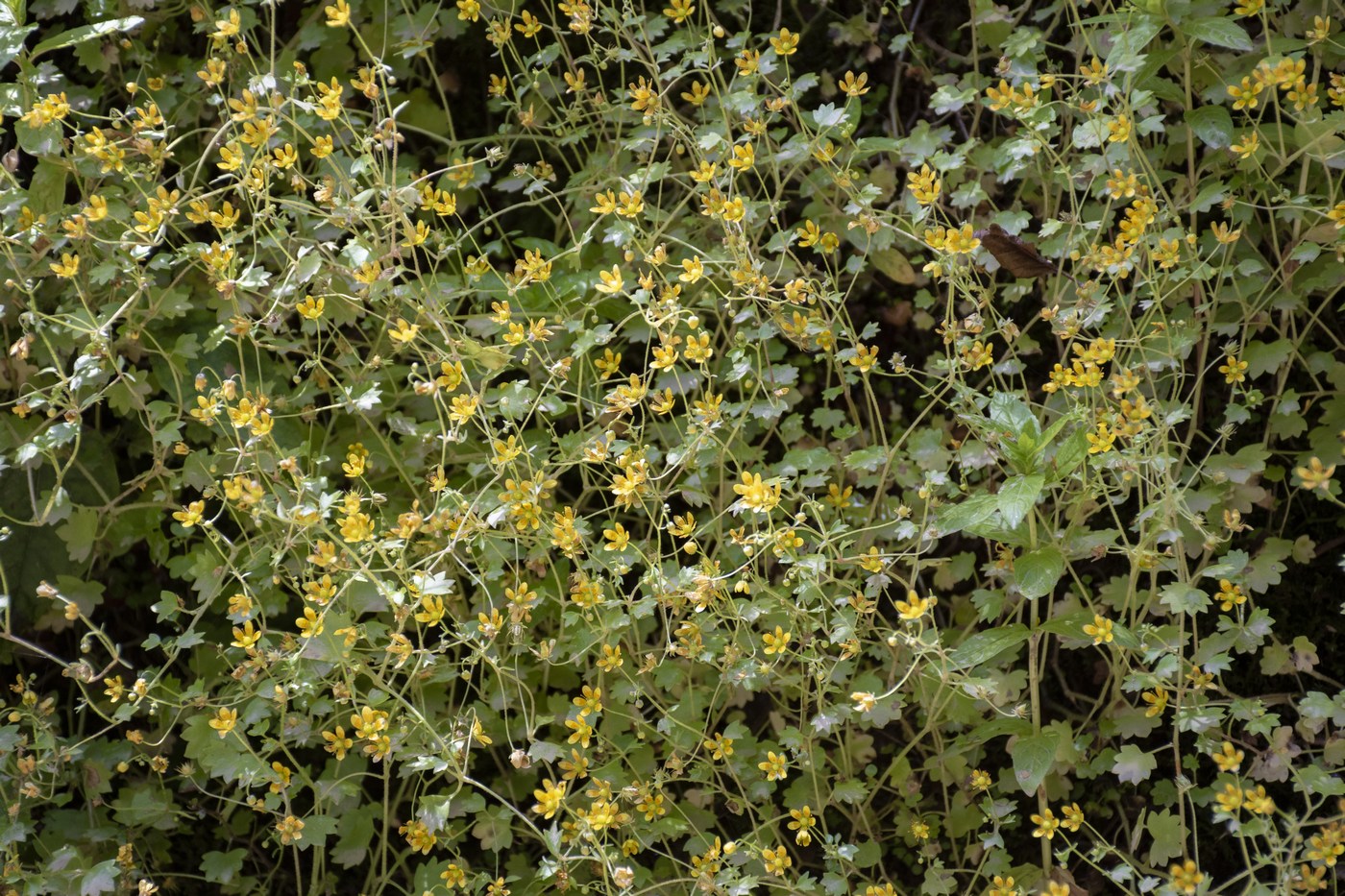 Изображение особи Saxifraga cymbalaria.