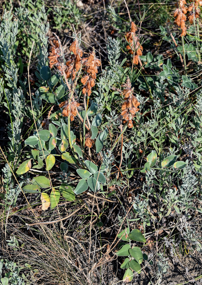 Изображение особи Hedysarum argyrophyllum.
