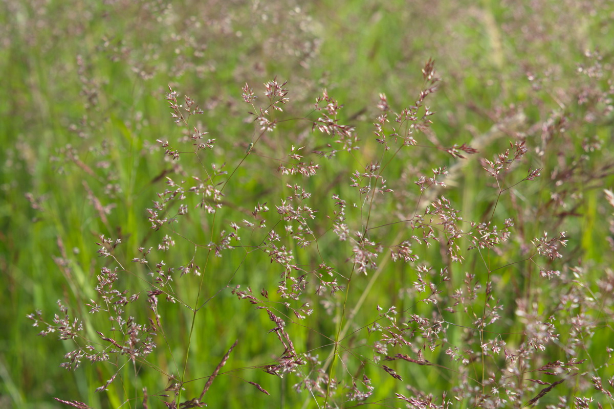 Image of genus Agrostis specimen.