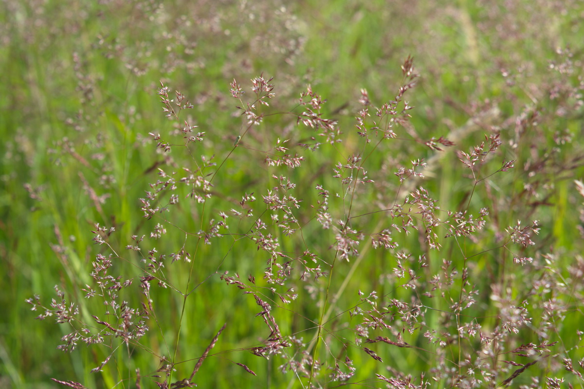 Изображение особи род Agrostis.