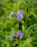 Iris setosa