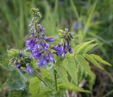 Galega orientalis. Верхушка цветущего растения в каплях дождя. Пермский край, Кунгурский р-н, окр. дер. Дейково, окр. ур. Греховская гора, пойма р. Бабка, залежь. 04.06.2023.