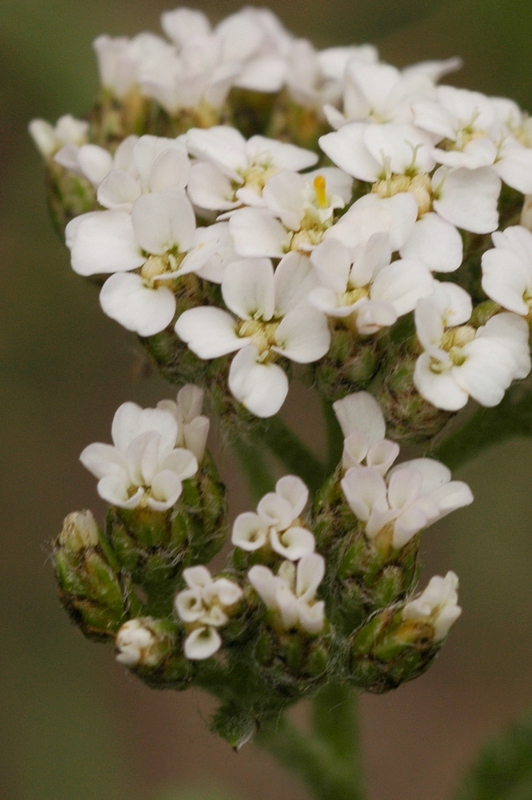 Изображение особи Achillea kuprijanovii.