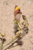 Linaria popovii