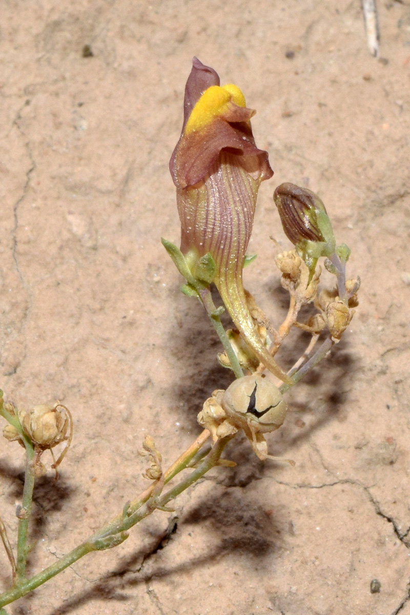 Изображение особи Linaria popovii.