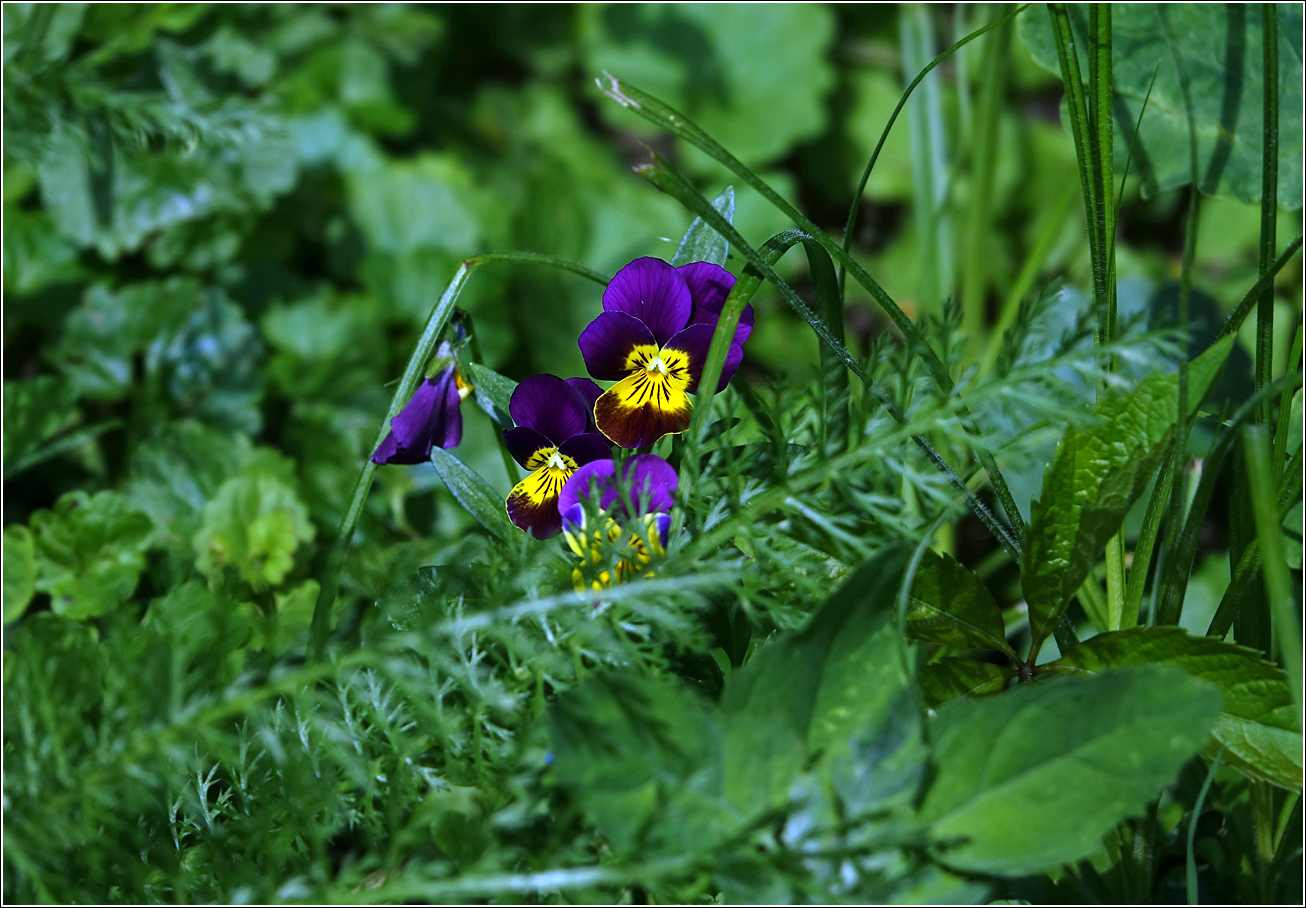 Изображение особи Viola wittrockiana.