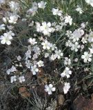 Gypsophila patrinii