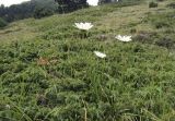 род Leucanthemum. Цветущие в зарослях Juniperus sibirica растения. Испания, автономное сообщество Каталония, провинция Жирона, комарка Рипольес, муниципалитет Сеткасес, курорт \"Вальтер 2000\", ≈2200 м н.у.м., нижняя часть склона зап. экспозиции, каменистый луг. 30.07.2023.