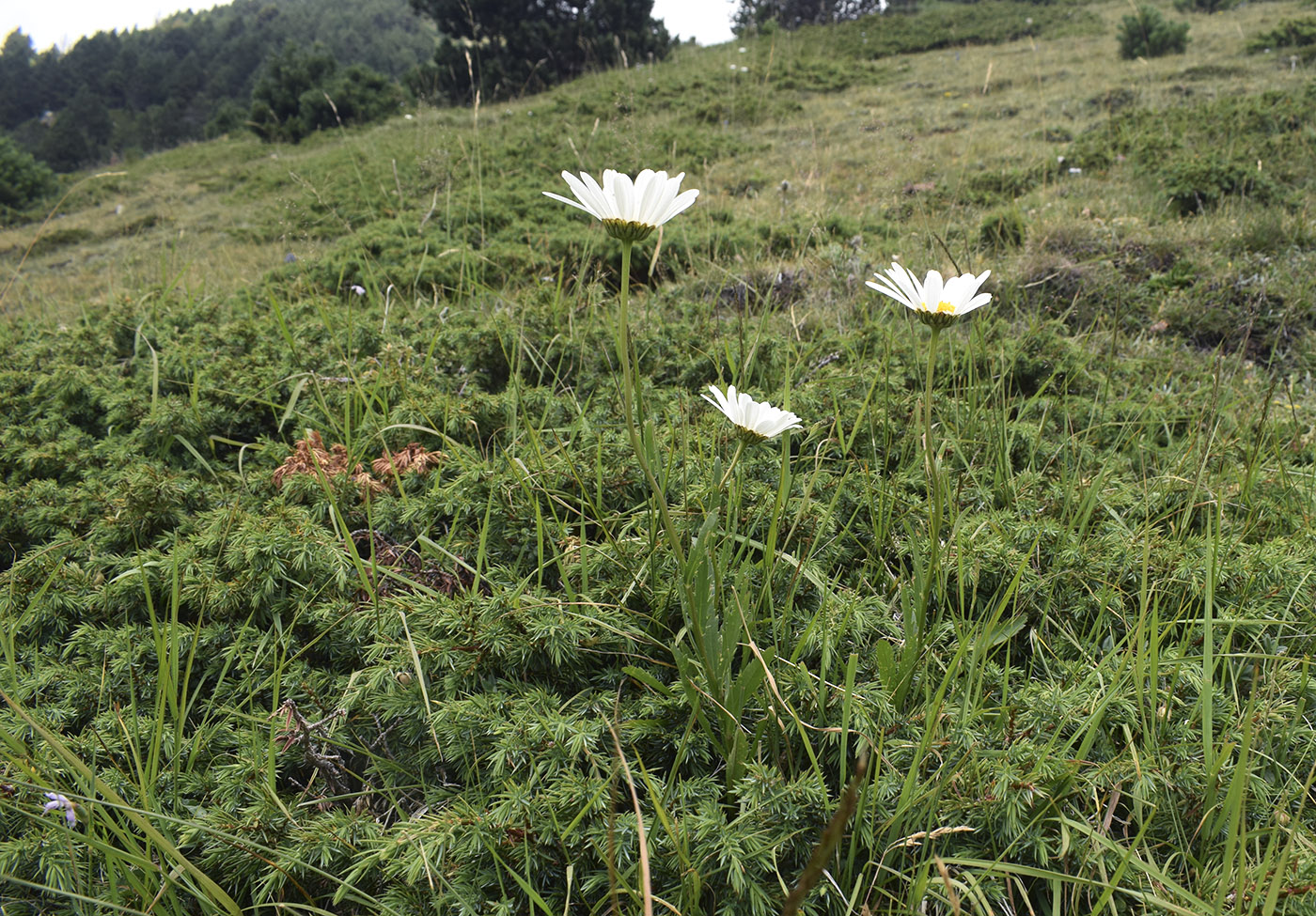 Изображение особи род Leucanthemum.