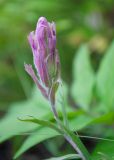 Castilleja rubra. Верхушка побега с бутонами. Республика Саха (Якутия), Хангаласский улус, левый берег р. Сиинэ (Синяя), хвойный лес, у подножия скальных выходов 27.07.2023.