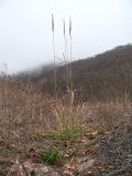 Calamagrostis pseudophragmites. Плодоносящее растение. Краснодарский край, м/о г. Новороссийск, восточный отрог горы Сахарная Голова, ≈ 300 м н.у.м., мелкощебнистый склон горы, сложенный ожелезнённым слабокарбонатным песчаником. 03.01.2018.