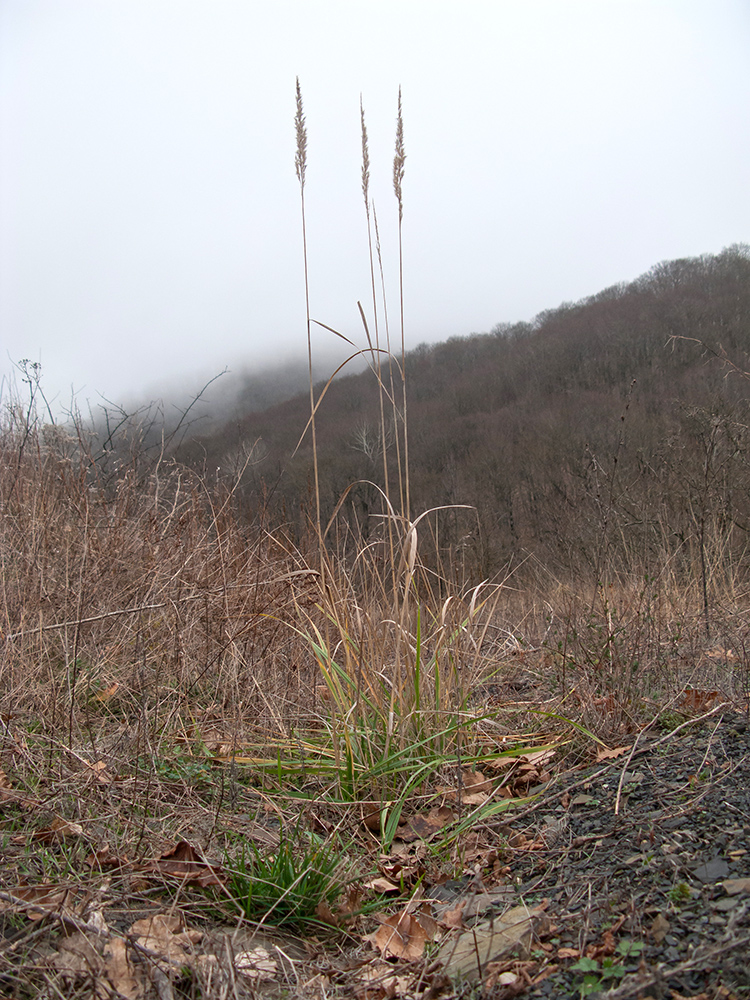 Изображение особи Calamagrostis pseudophragmites.