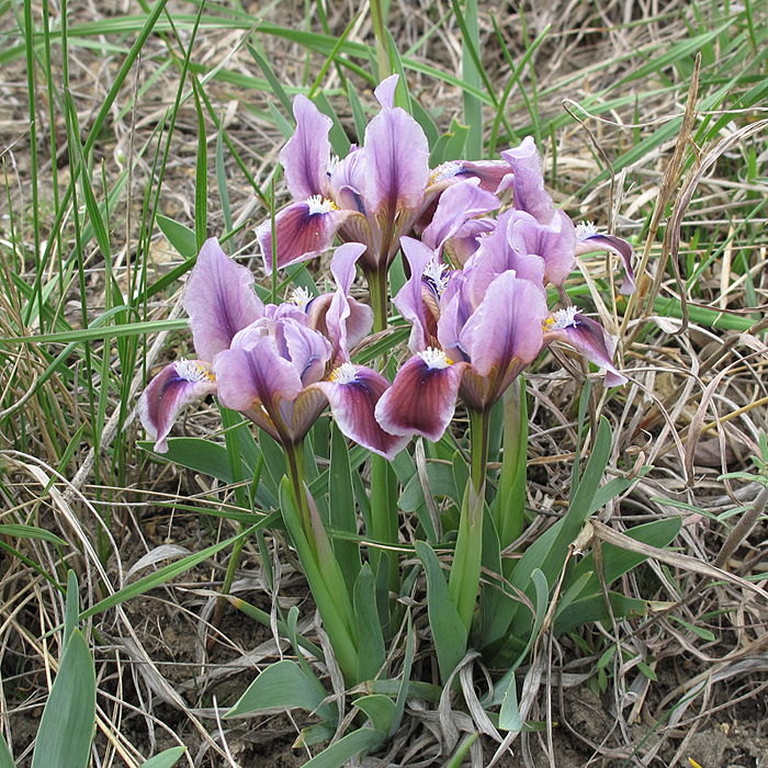 Image of Iris pumila specimen.