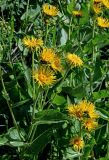 Inula helenium