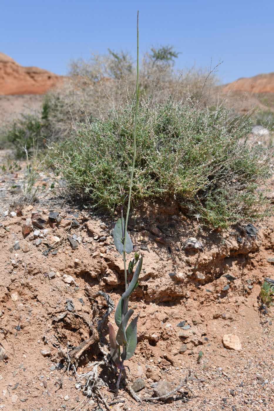 Image of Iljinskaea planisiliqua specimen.