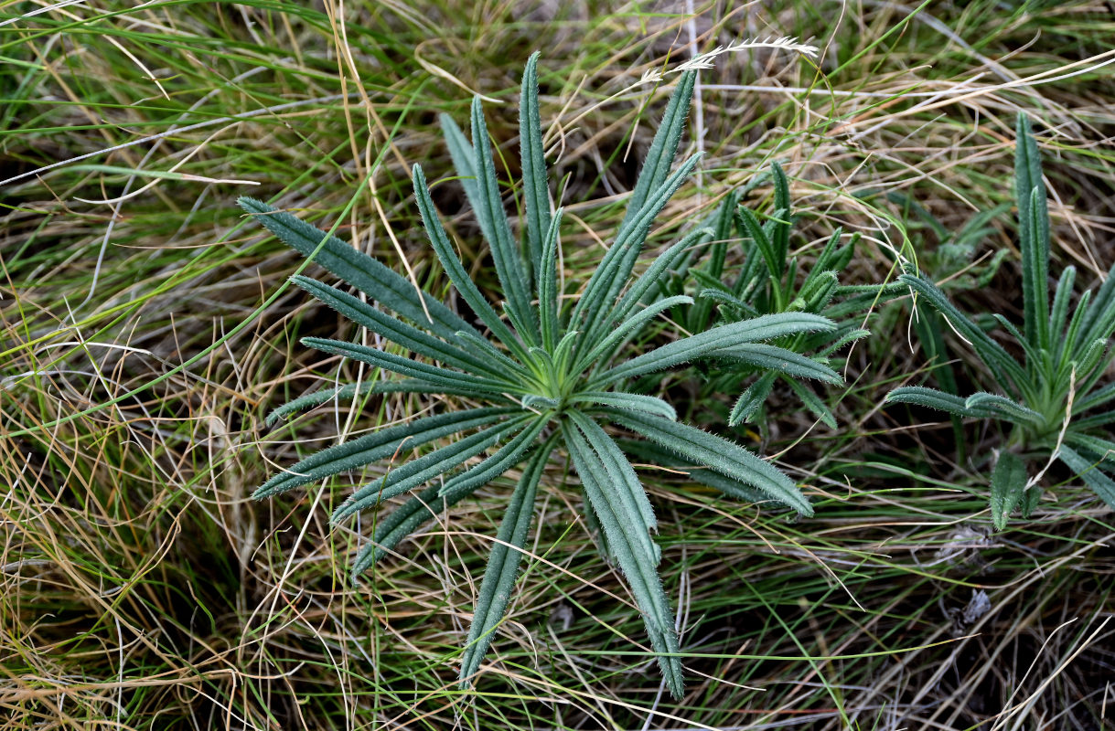 Изображение особи Onosma simplicissima.