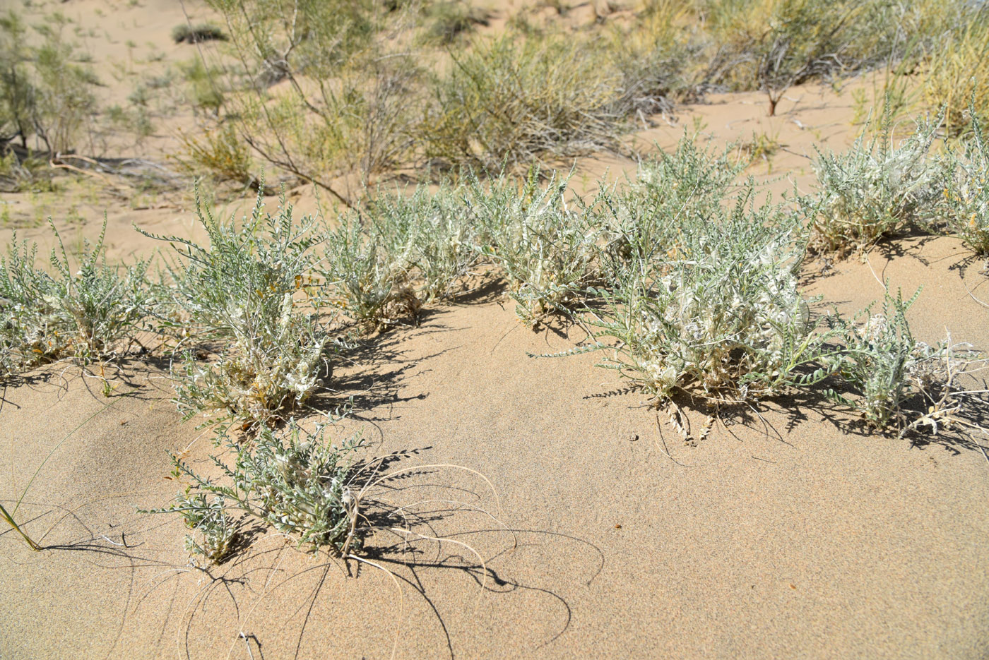 Image of Ammothamnus songoricus specimen.