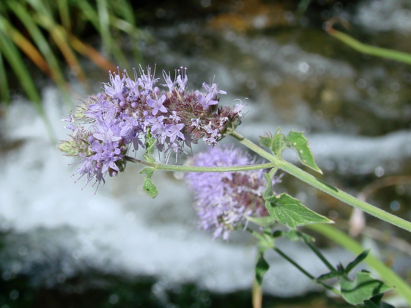 Image of Mentha asiatica specimen.