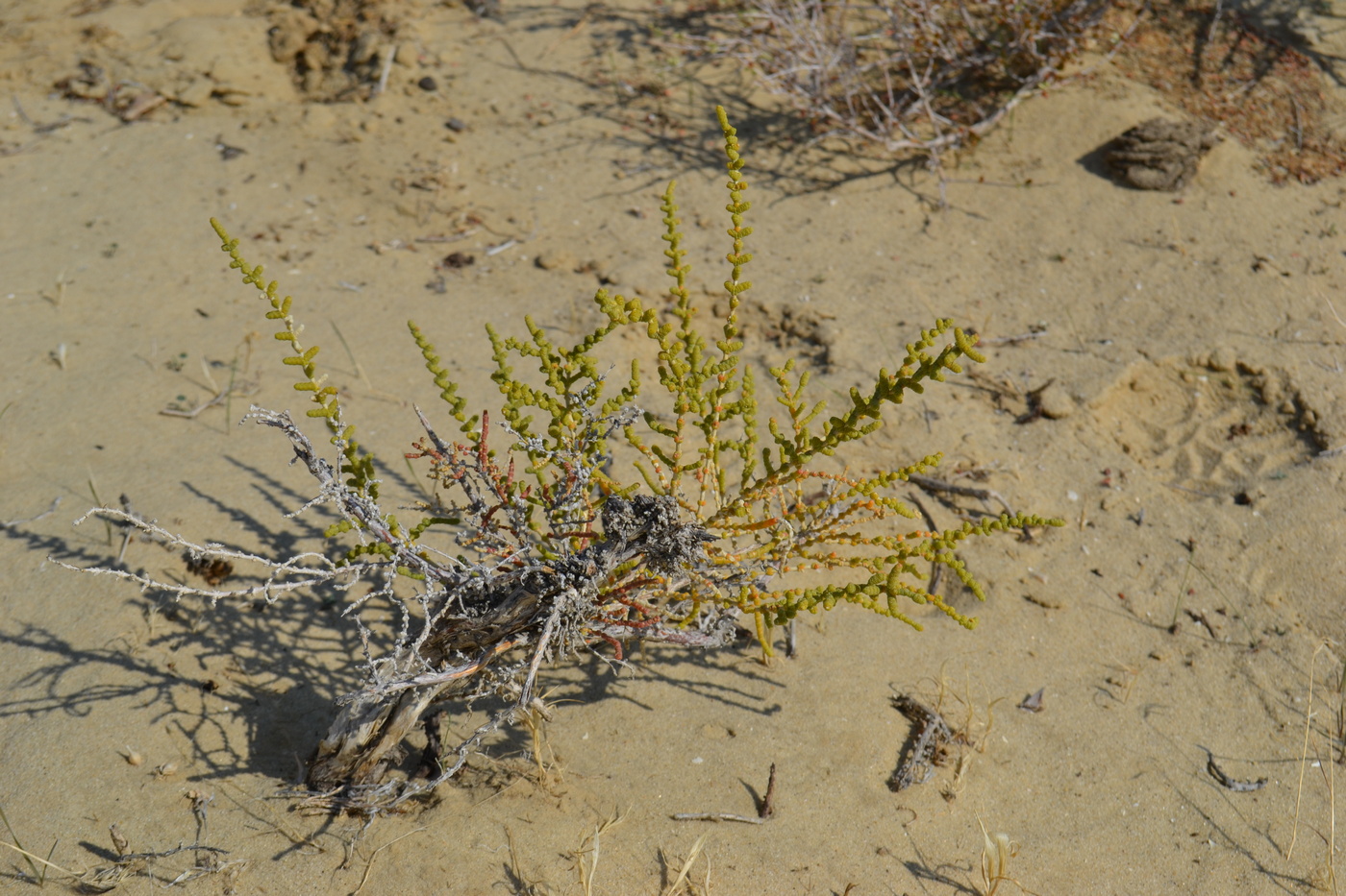 Image of Halocnemum strobilaceum specimen.