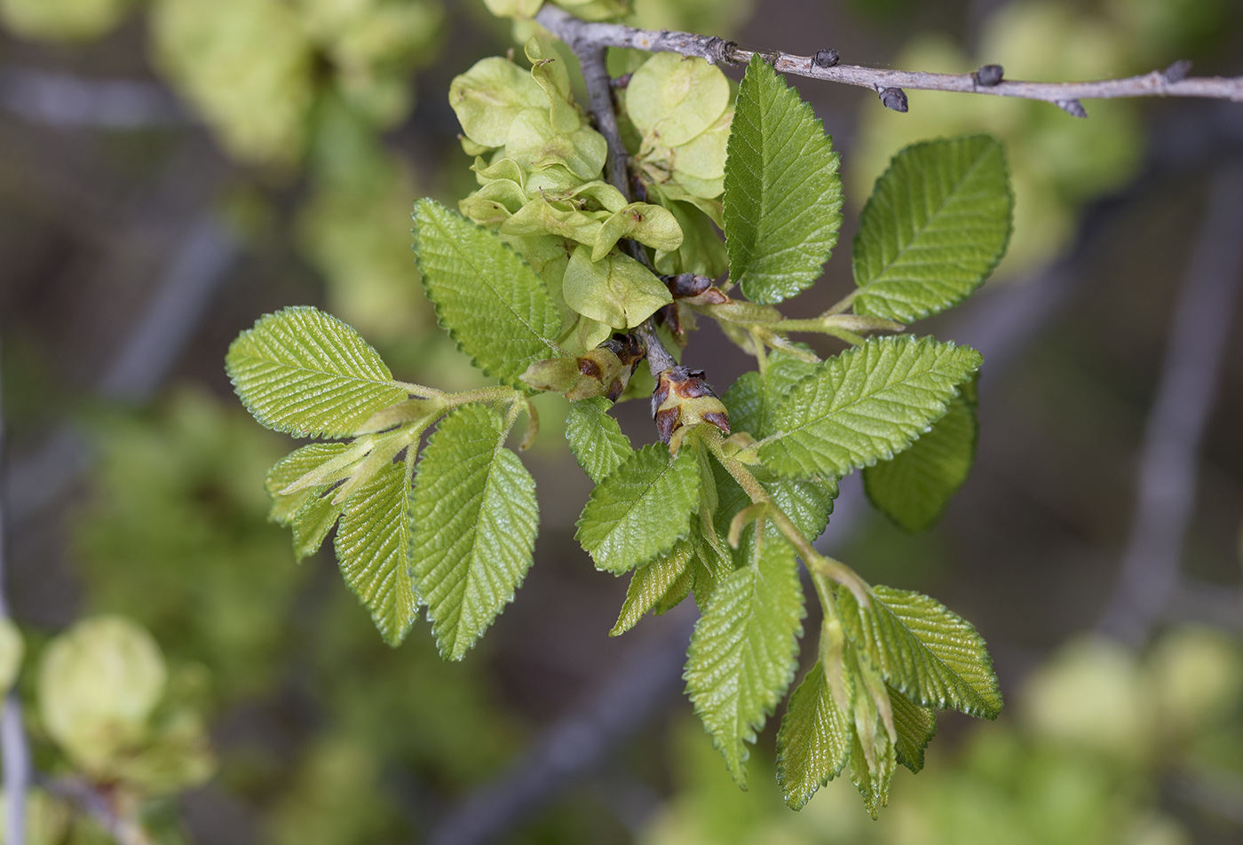 Изображение особи Ulmus minor.