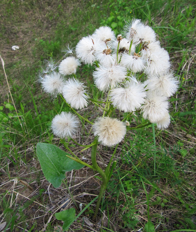 Изображение особи Petasites spurius.