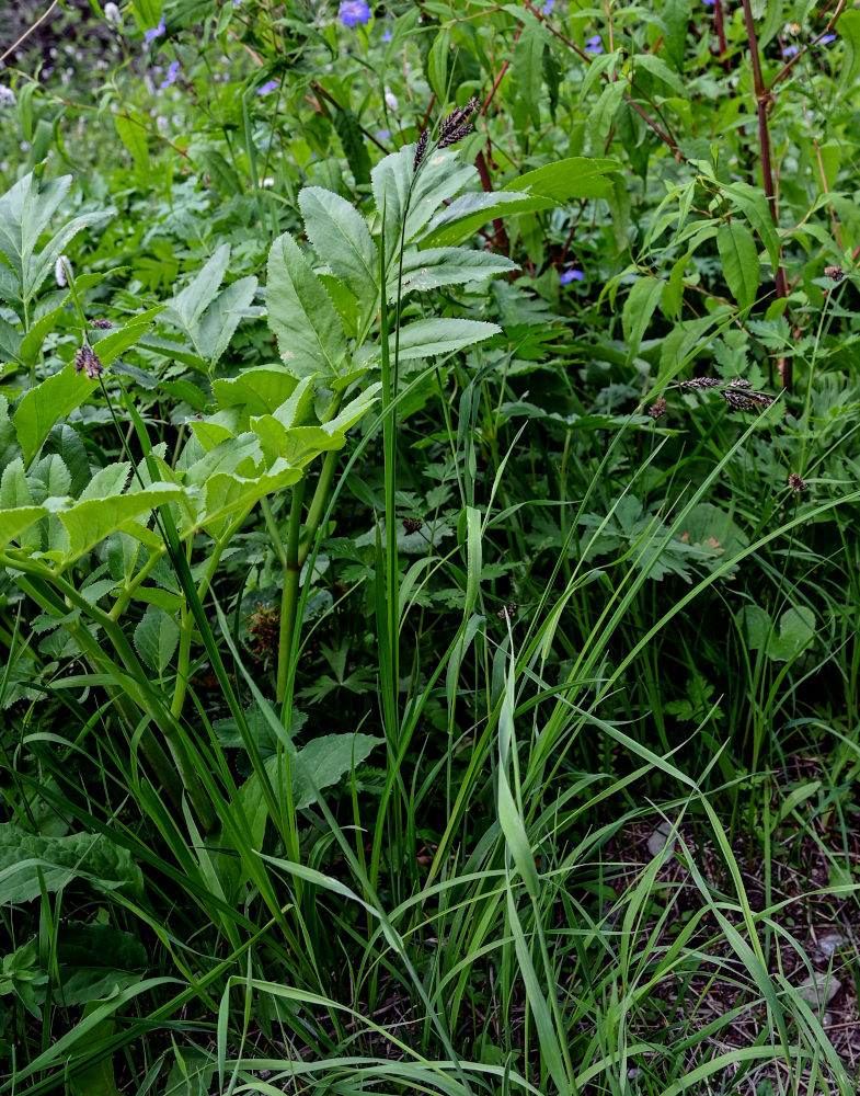 Image of Carex atrata specimen.