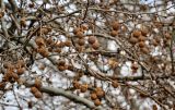 Platanus orientalis. Часть ветви с прошлогодними соплодиями. Армения, г. Ереван, в культуре. 09.03.2024.