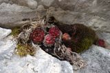 Sempervivum caucasicum