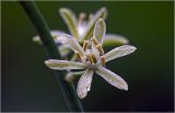 род Ornithogalum. Цветки. Московская обл., Раменский р-н, окр. дер. Хрипань, садовый участок. 18.06.2024.