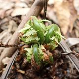 Matteuccia struthiopteris