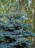 Picea pungens f. glauca