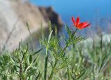 Adonis flammea