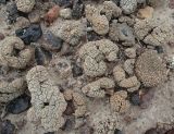 Aspicilia vagans