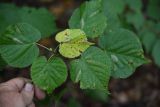 Tilia cordata