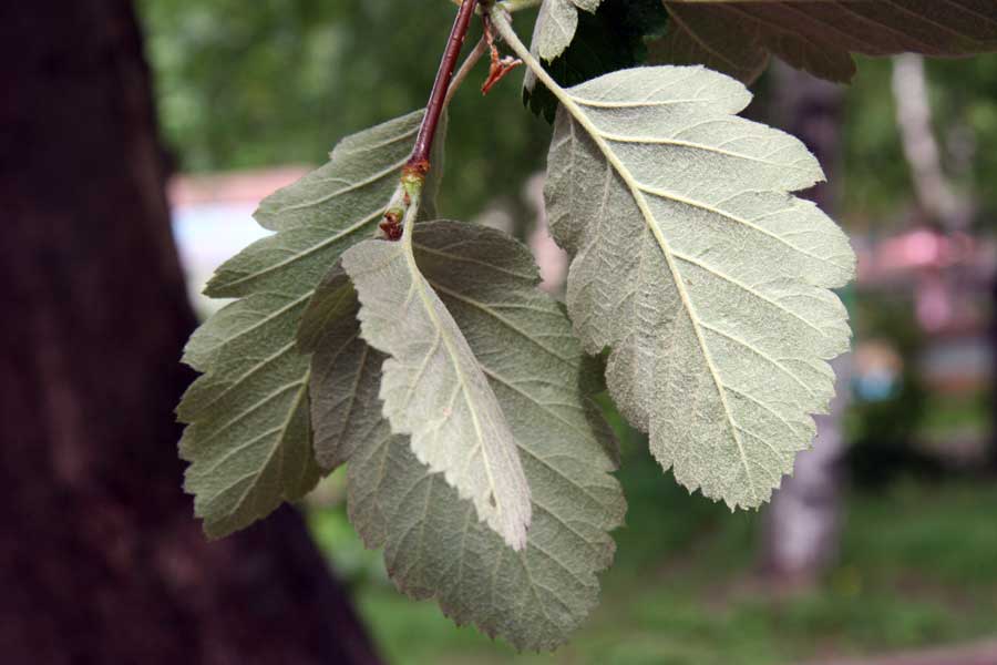 Изображение особи Sorbus intermedia.