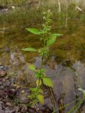 Mosla dianthera