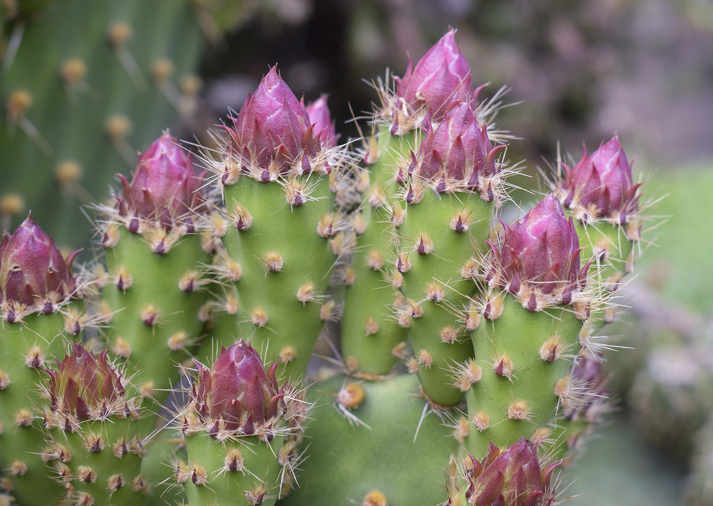 Image of Opuntia puberula specimen.
