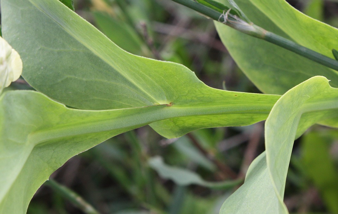 Изображение особи Lathyrus ochrus.