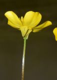 род Ranunculus