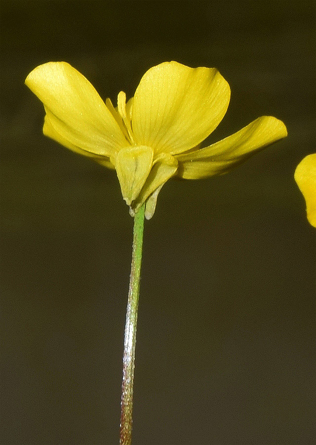 Image of genus Ranunculus specimen.