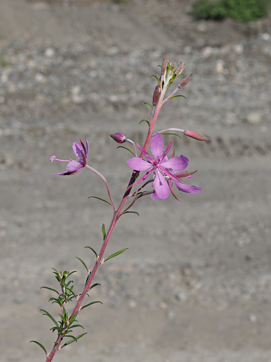 Изображение особи Chamaenerion colchicum.