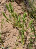 Aethionema carneum