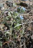 Heterocaryum rigidum