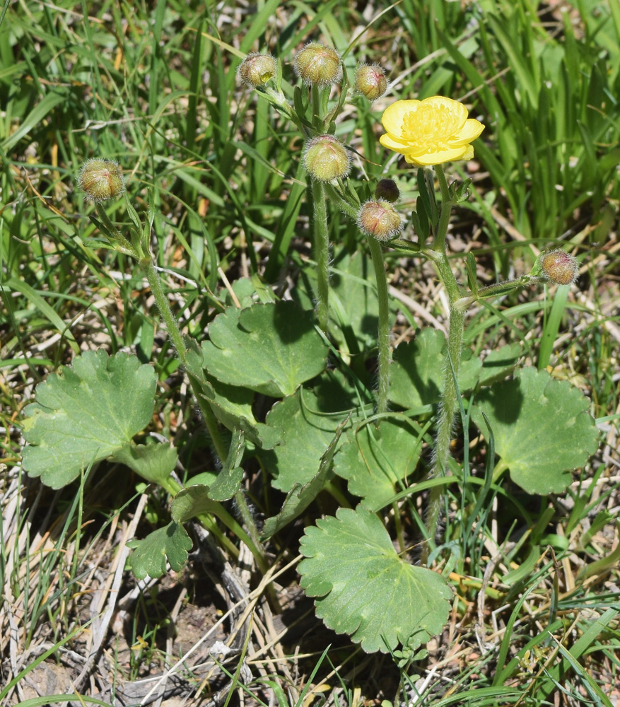 Изображение особи Ranunculus czimganicus.