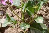 Spryginia crassifolia