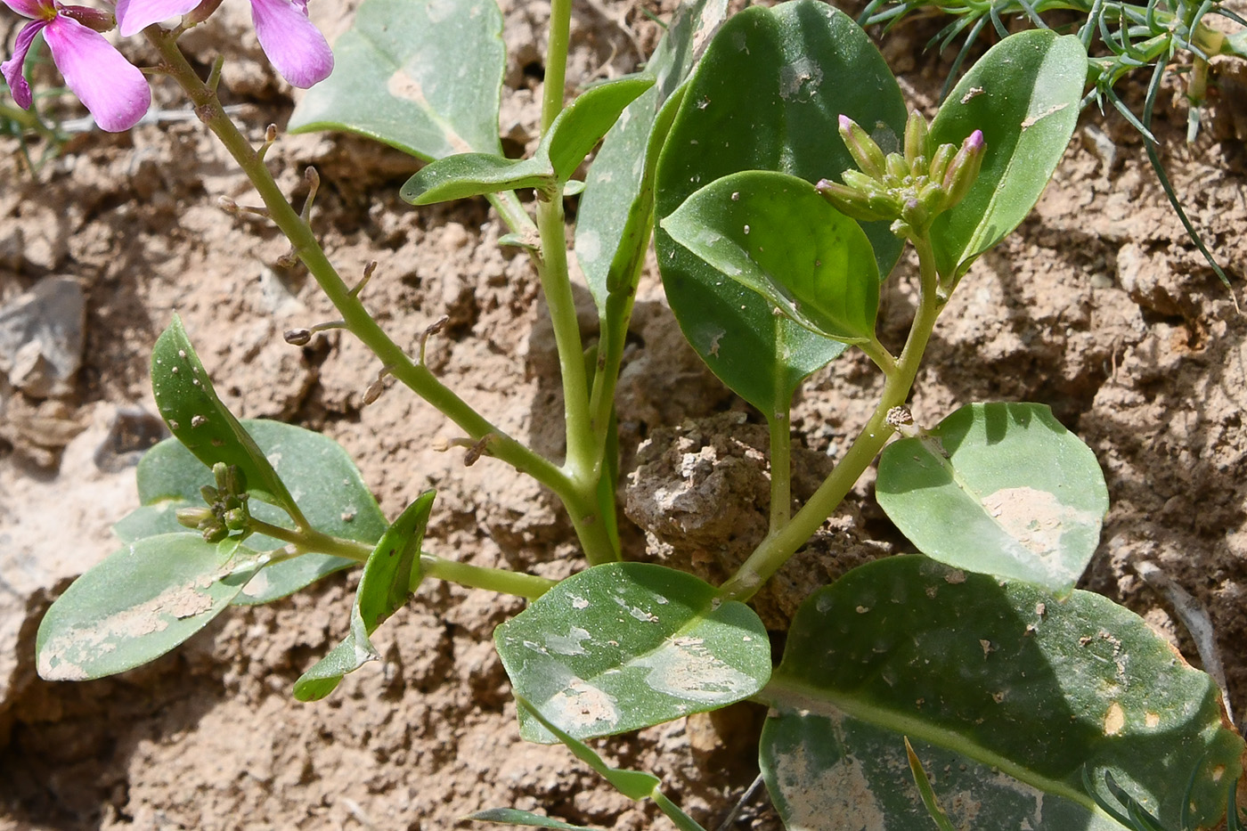 Image of Spryginia crassifolia specimen.