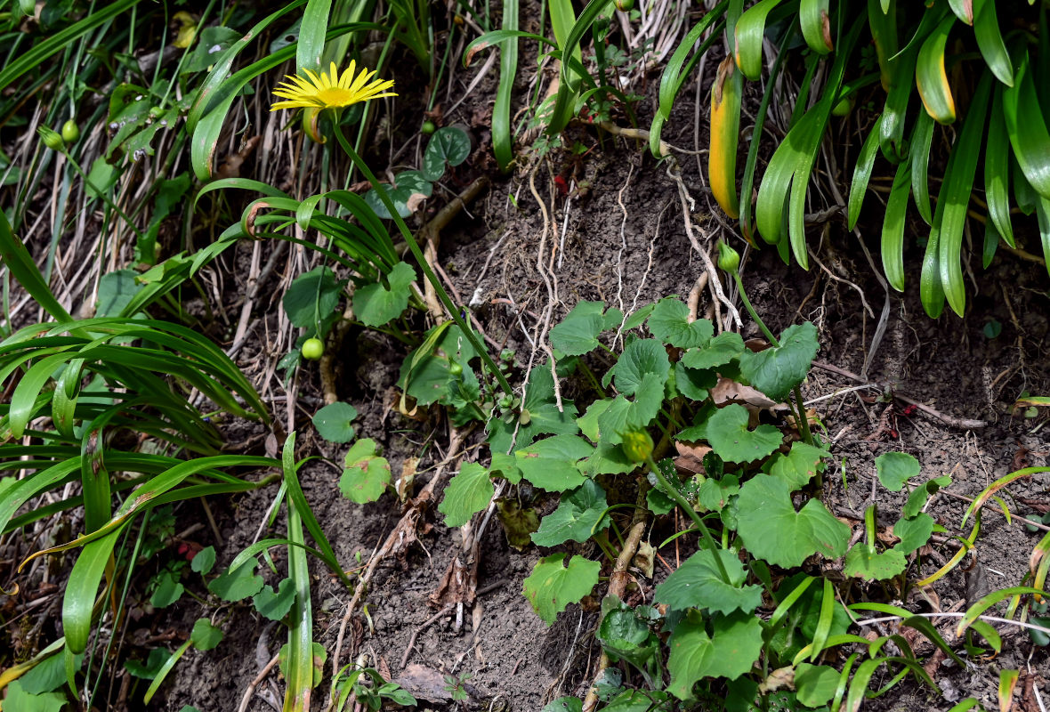 Image of Doronicum orientale specimen.