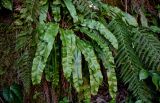 Phyllitis scolopendrium