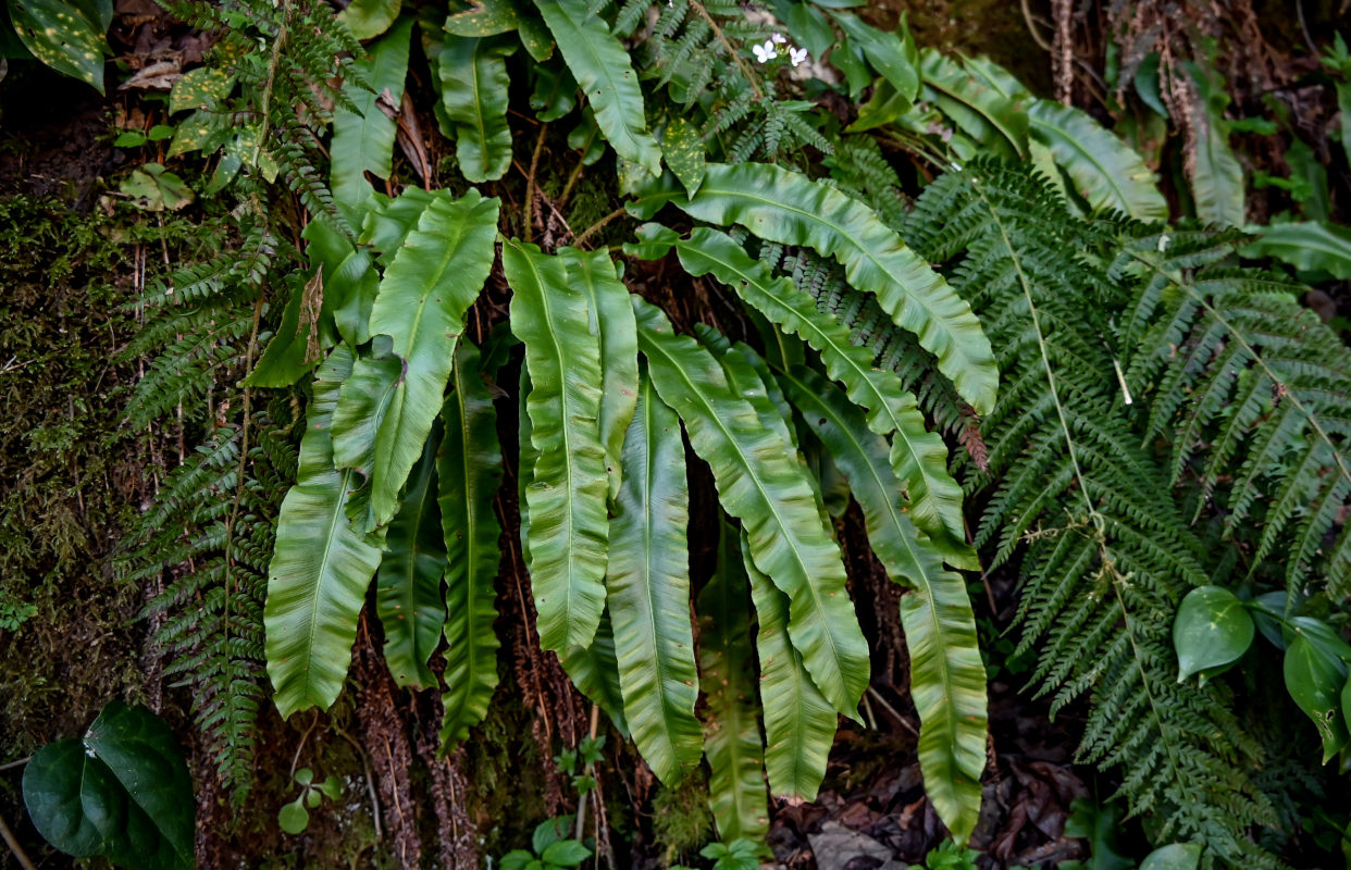 Image of Phyllitis scolopendrium specimen.